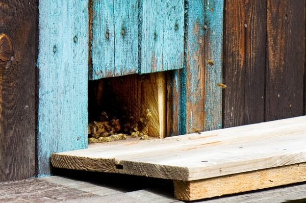 Projektu Zachraňte včely se daří. Ve společnosti ATJ Special jsme letos sklidili 22 kilo medu | HUTIRA voda