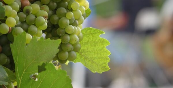 HUTIRA – VISION, s.r.o., pomáhá vinařům. Zkoumá možnosti čištění a recyklace odpadních vod z&nbsp;vinic